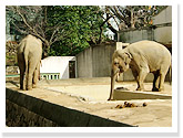 Elephant Pavilion