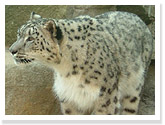 Snow Leopard