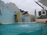 Dolphin Live Pavilion (Show Pool)