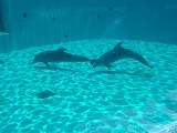 Dolphin Live Pavilion (Show Pool)