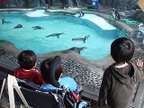 Penguin Pool