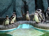 Penguin Pool