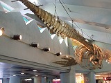 Cetacean Gallery