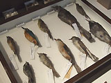 小林桂助 鳥のコレクション
