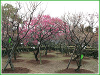 Koto Plum Grove