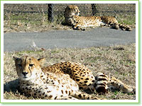 Cheetahs