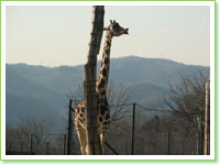 Reticulated giraffes