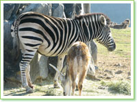 Chapman's zebras