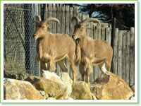 Barbary sheep