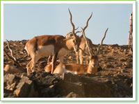 Blackbucks