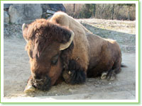 American bisons