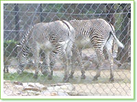 Imperial zebras