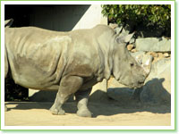 Southern white rhinoceros