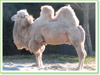 Bactrian camels