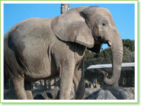 African elephants