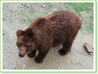 Hokkaido brown bears