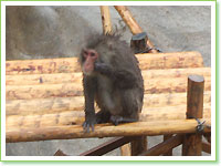 Japanese monkeys