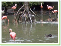 Phoenicopterus chilensis