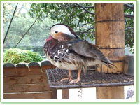 Mandarin ducks