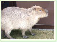 Capybaras