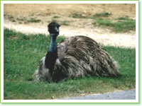 Emus