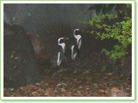 Magellanic penguins