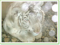 White tigers