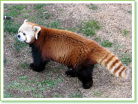 Red pandas