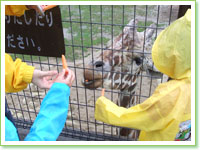 Giraffe Lunch Corner