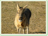 Patagonian hares