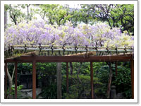 住吉神社の藤の花