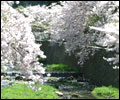 有馬温泉と神戸の桜の名所