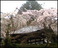 有馬温泉の桜の名所 善福寺の糸桜