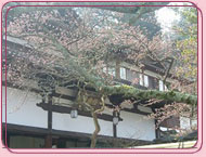 有馬温泉の桜 極楽寺の桜
