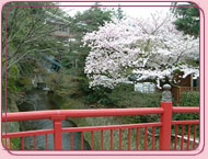 有馬温泉の桜 ねね橋の桜