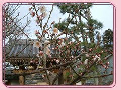 有馬温泉 林渓寺の枝垂れ桜