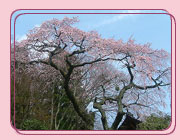 有馬温泉の桜 善福寺の糸桜