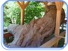 須磨寺 腰掛の松
