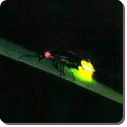 Illumination Mechanism of Fireflies
