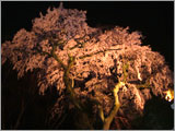 Night View of Zenpukuji Temple Cherry-tree